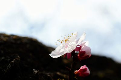 Close-up of flowers blooming outdoors
