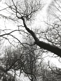 Low angle view of bare trees against sky