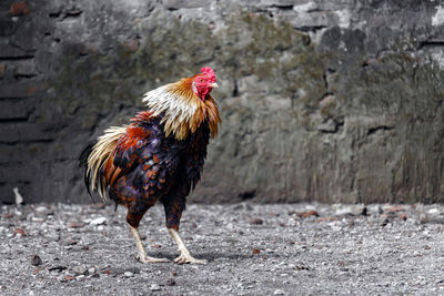 View of rooster on land