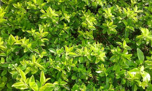 Full frame shot of green leaves