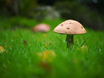 Close-up of mushroom growing on field