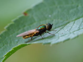 Close-up of insect on leaf