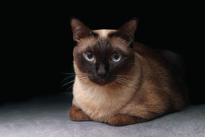 Close-up of cat against black background