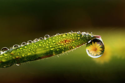 Close-up of water drop on leaf