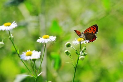 Butterfly pollinating on flower