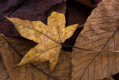 High angle view of dry leaves