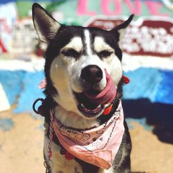 Close-up portrait of a dog