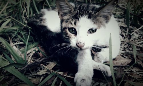 Close-up portrait of cat relaxing outdoors