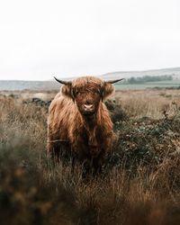 View of an animal on land