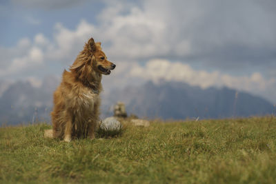 Dog looking away on field