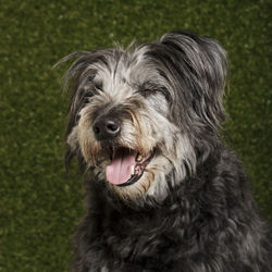 Close-up portrait of dog