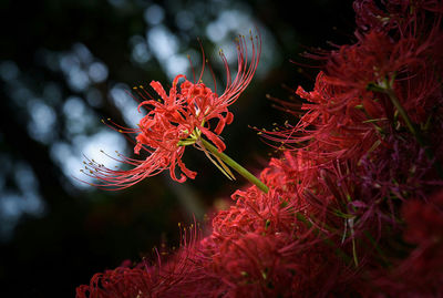 Tilt image of red spider lily flowers growing outdoors