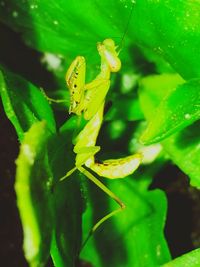 Close-up of insect on plant