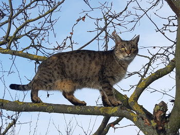 Portrait of a cat on branch