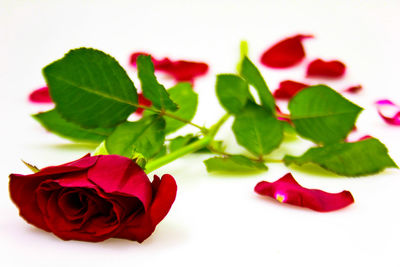 Close-up of red rose on white background