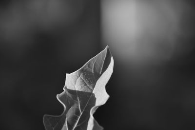 Close-up of white flower