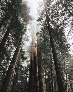 Low angle view of trees in forest