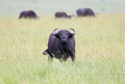 View of an animal on field