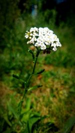 Close-up of flowers blooming outdoors