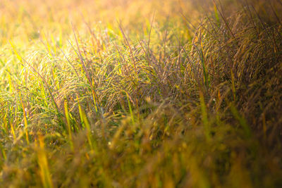 Close-up of plants growing on field