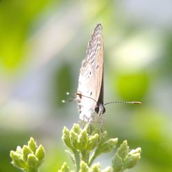 Close-up of butterfly on plant