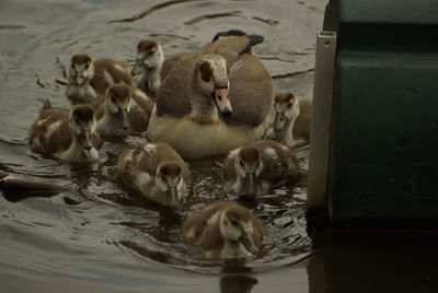 High angle view of duck with ducklings swimming in river