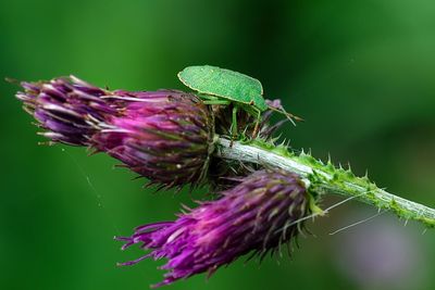 Close-up of purple thistle flower