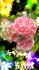 Close-up of pink flowering plant