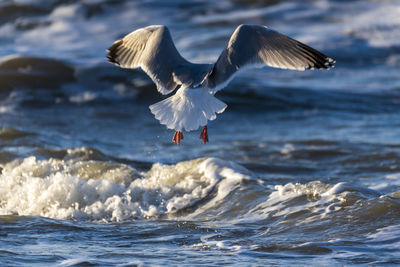 Seagull flying over sea