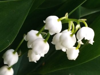 Close-up of white flowers