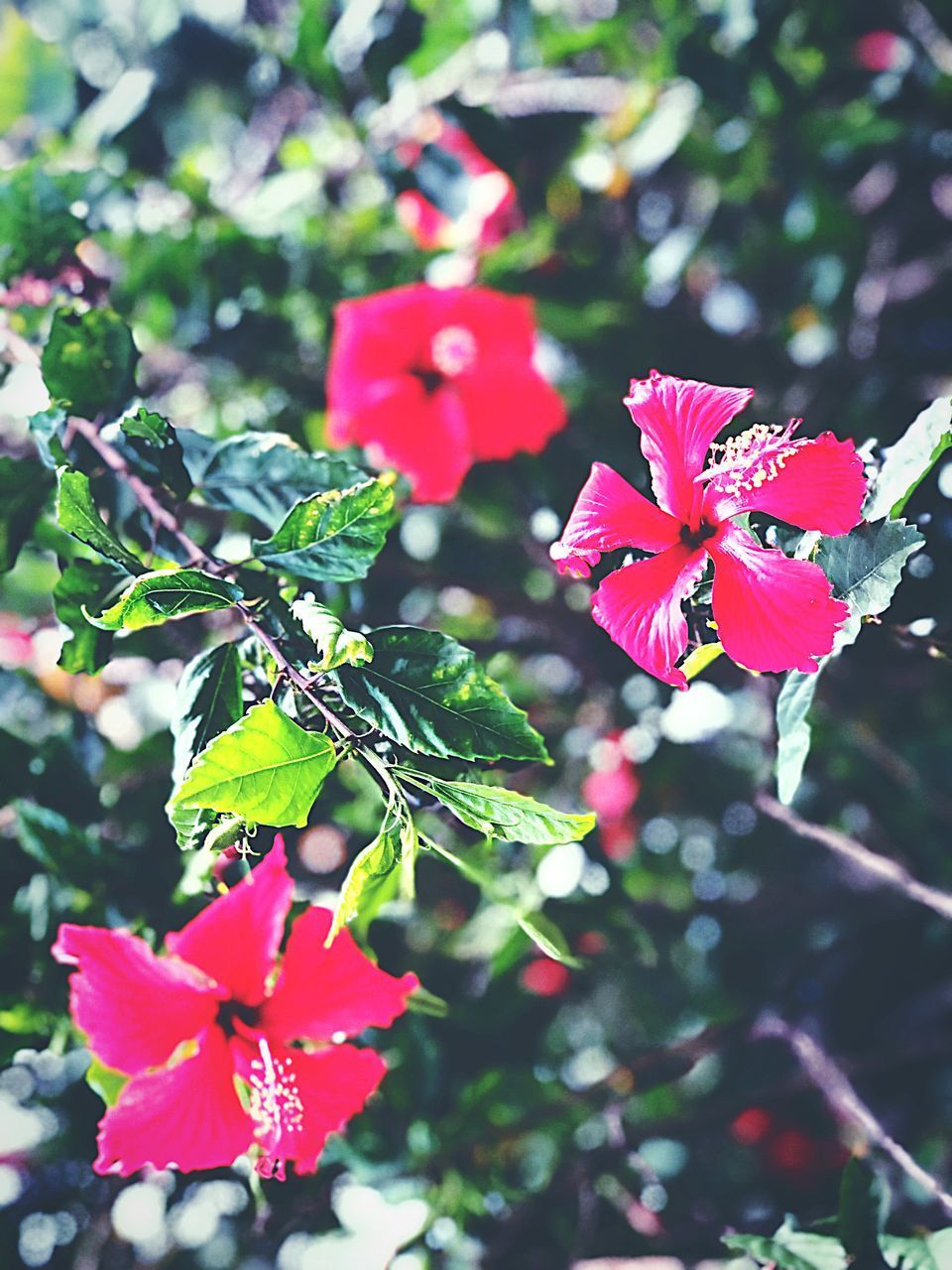 CLOSE-UP OF RED PINK FLOWERS