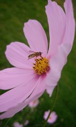 Close-up of bee on flower