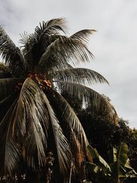 Low angle view of palm trees against sky