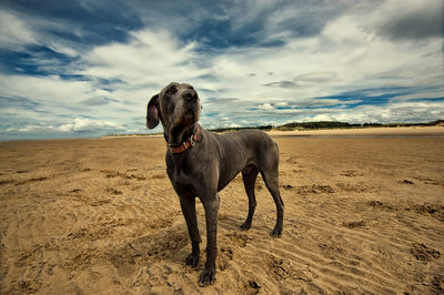 Dog on sand against sky