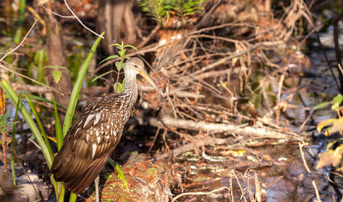 Limpkin wading bird aramus guarauna in the corkscrew swamp sanctuary of naples, florida