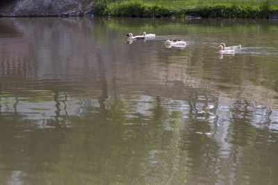 Ducks swimming in lake