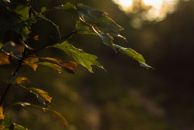 Close-up of fresh green plant