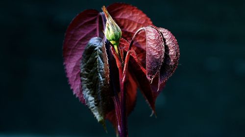 Close-up of wilted flower against blurred background