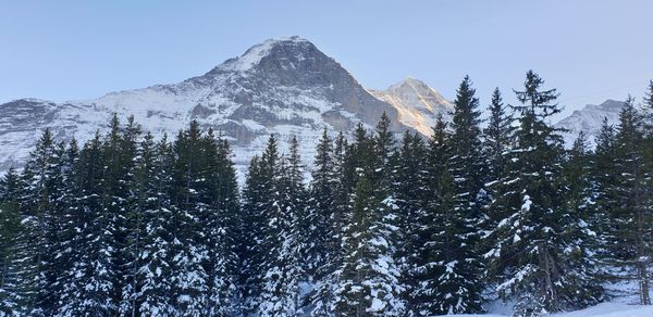 Pine trees against snowcapped mountains against clear sky