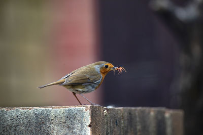 Bird perching on retaining wall