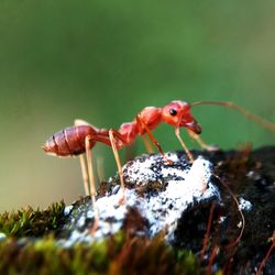 Close-up of insect on rock