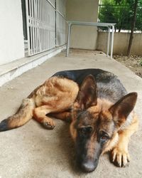 High angle view of dog resting on floor