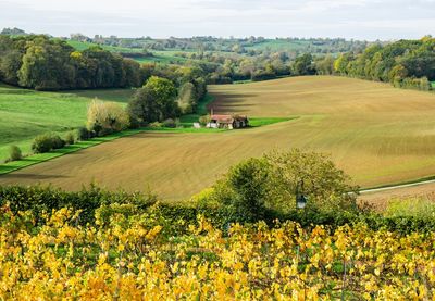 Scenic view of agricultural field