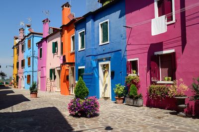 Potted plants on street by building