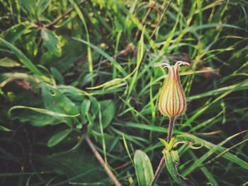 Close-up of flower growing on plant