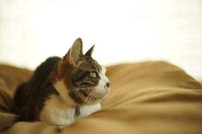 pet