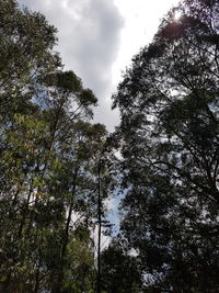 Low angle view of trees against sky