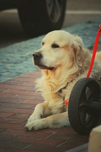 Dog looking away
