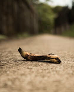 Close-up of banana peel on footpath