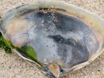 Close-up of seashell on water